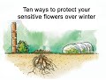 ۱۸ ۴ گل ها گیاهان حساس به سرما در طول زمستان