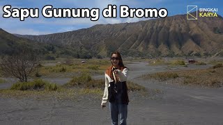 Sapu Gunung Di Bromo Bingkai Karya Hangout
