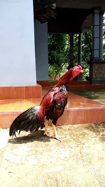 AYAM JANTAN BERKOKOK