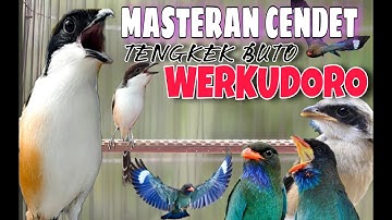 MASTERAN CENDET VIRAL AMPUH RAHASIA CETAK CENDET TENGKEK BUTO WERKUDORO FULL TEMBAKAN PANJANG