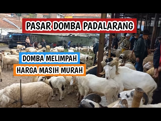 Domba garut dan domba priangan bahan qurban melimpah, harga masih murah (04052024) class=