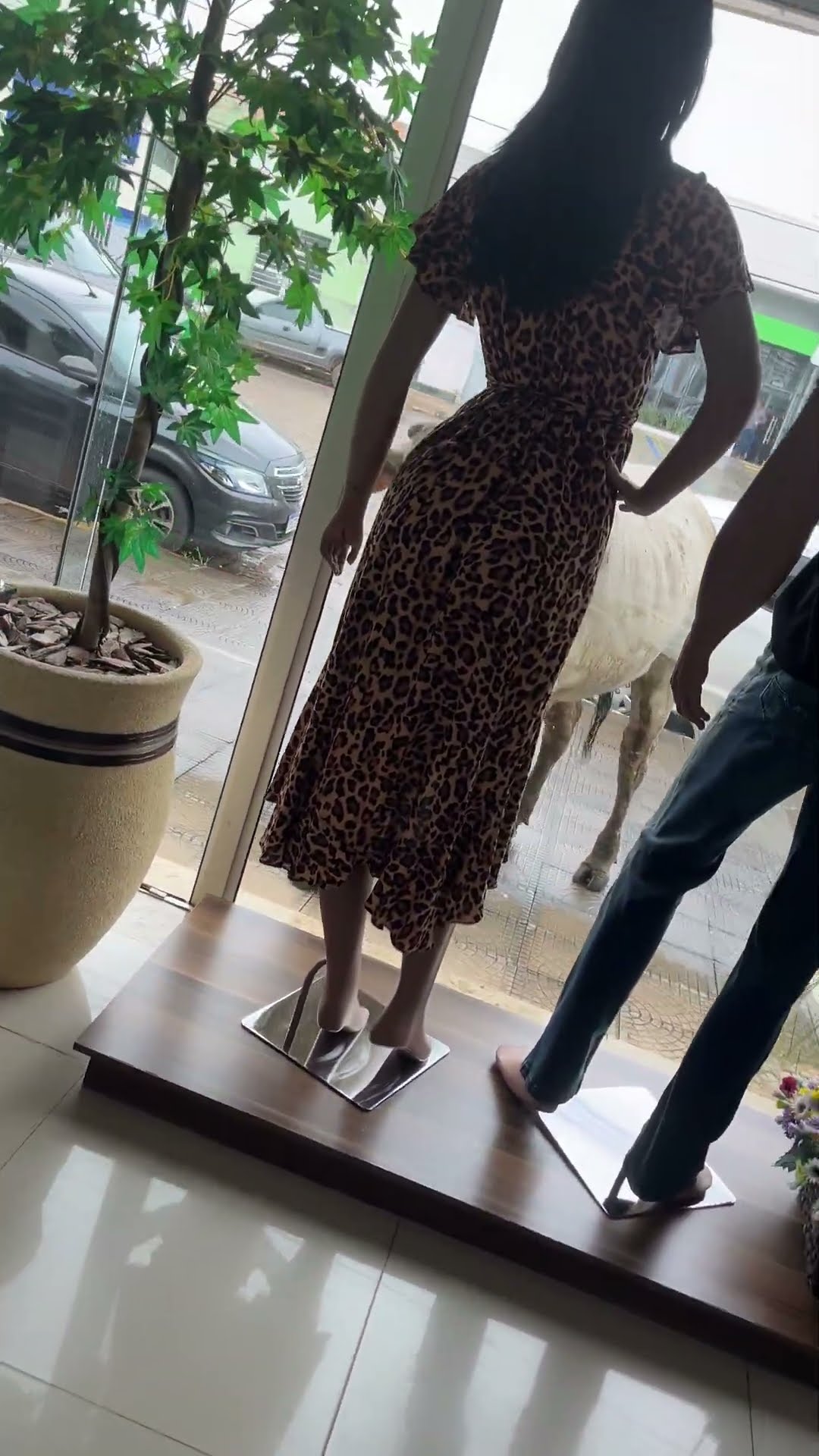 Large Cow Tries to Break into Store || ViralHog