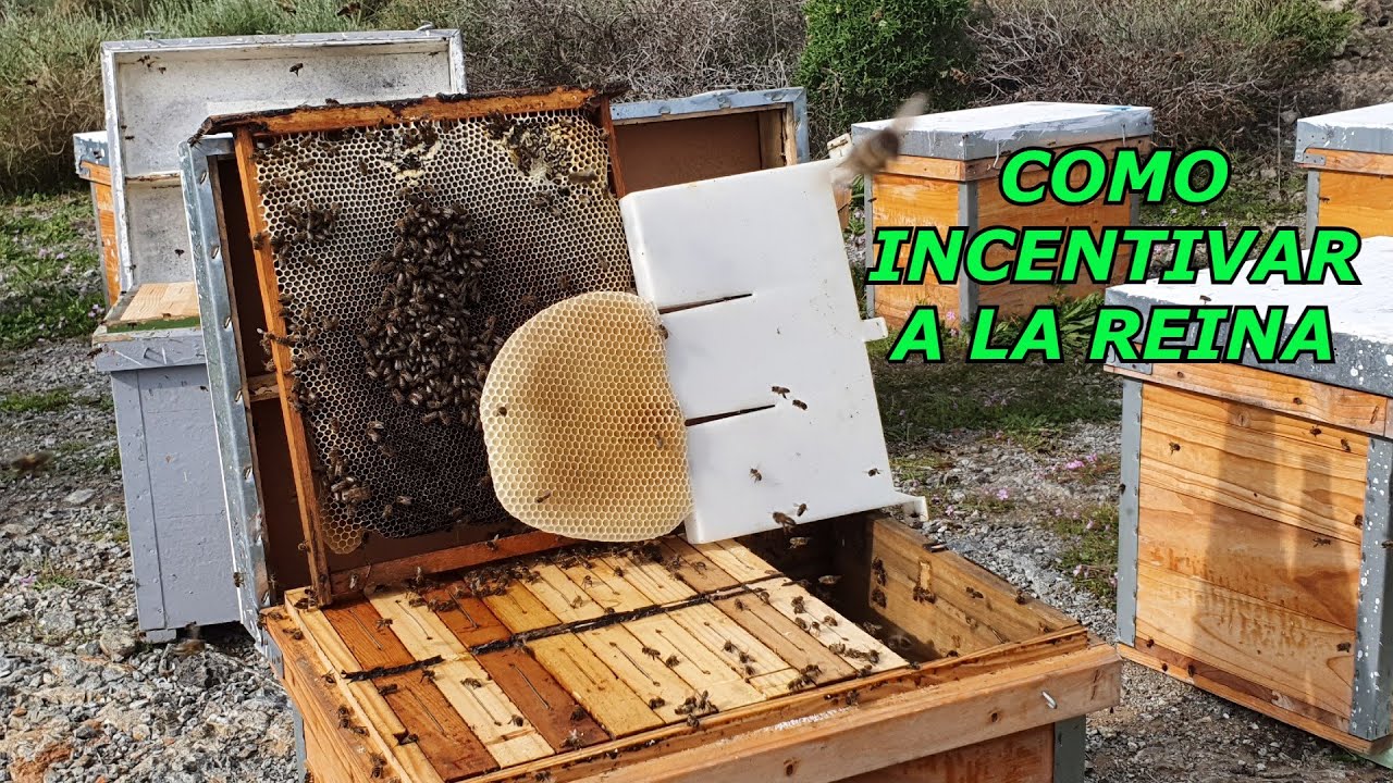 Como Alimentar Las Colmenas Para Incentivar La Reina 2021/JOSE GALVEZ/APICULTURA