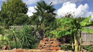Summer day in Central Texas with palm trees