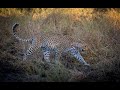 A Night with Leopards | On the Beat in the Manyeleti #27