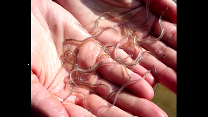 River Herring Restoration on Long Island