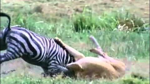 Top 10 the most beautiful animal hunts (by odissey505)