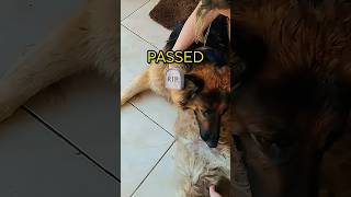 Dog's False Belief in His Friend's Passing!