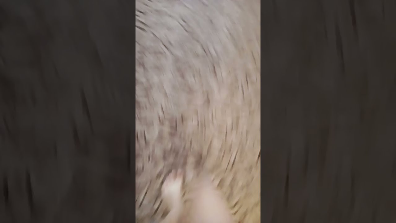 Wow Funny Fairy Pets Cat Memes Butifyoucloseyoureyes