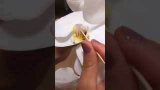 Orkide çiçeğinden nasıl tohum elde edilir? / How to get seed from orchid? Resimi