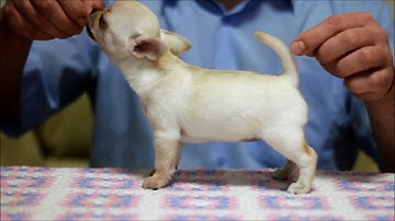 DIAMOND AMULET E... female 1