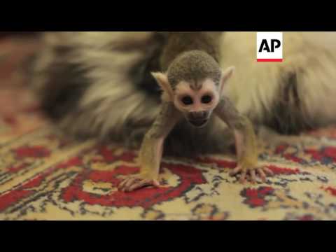 Video: Pet Scoop: Perpustakaan Rusia Menyewa Kucing Liar, Trio Singa betina Singa Lahir di Kebun Binatang Oregon