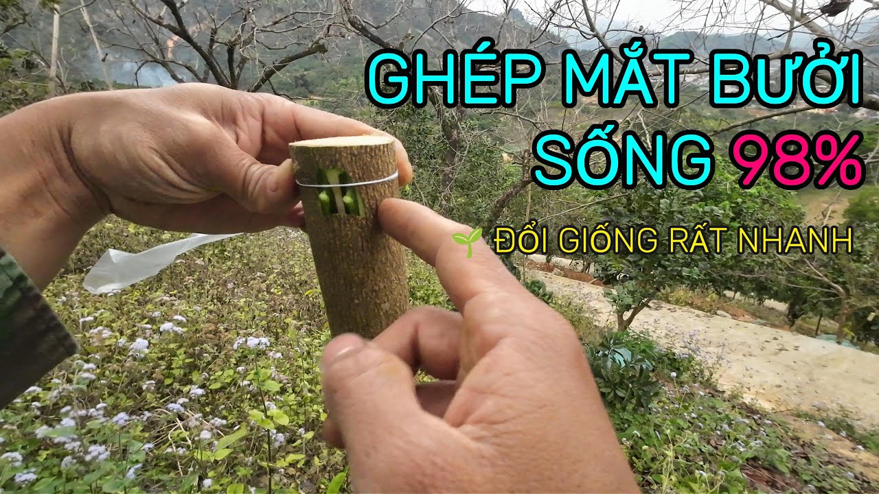 👉 Hướng Dẫn Ghép Mắt Cây Bưởi Sang Giống Khác | Đổi Giống Nhanh | 📞 0932 248 418