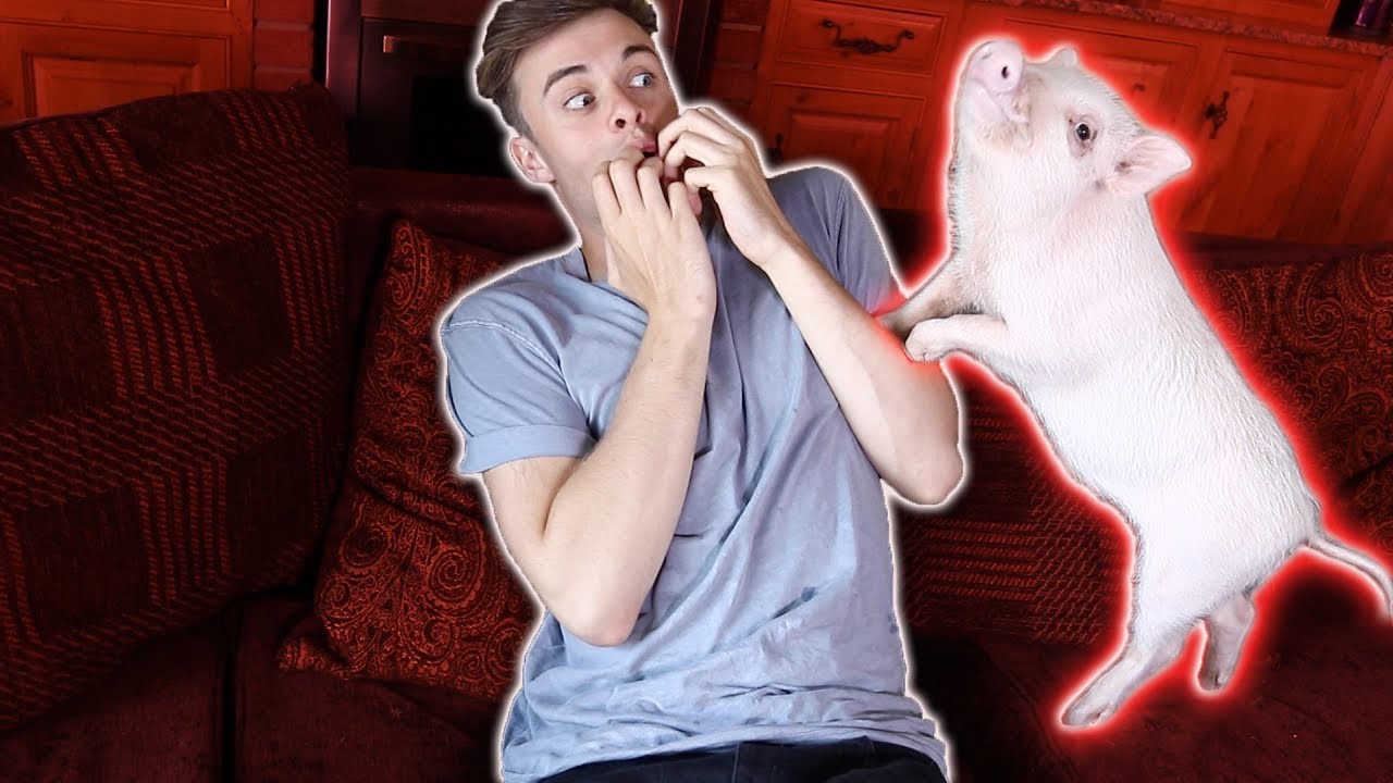 ЖИВУ С ДЬЯВОЛОМ СВИНЬЕЙ!