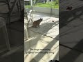 Nosing on the cat #akitaworld #cat #dogmom #cute #foryou