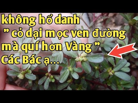 Bài thuốc dân gian trị u Trực Tràng,Tiểu Đường, đau răng, lão hóa... PHAN HẢI channel.