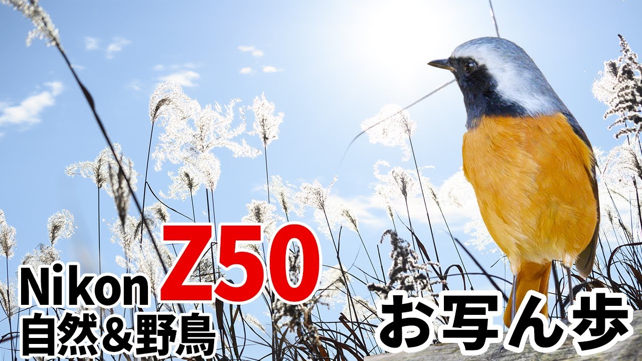 自然＆野鳥】お写ん歩 Nikon Z50とNIKKOR Z DX 50-250mm f/4.5