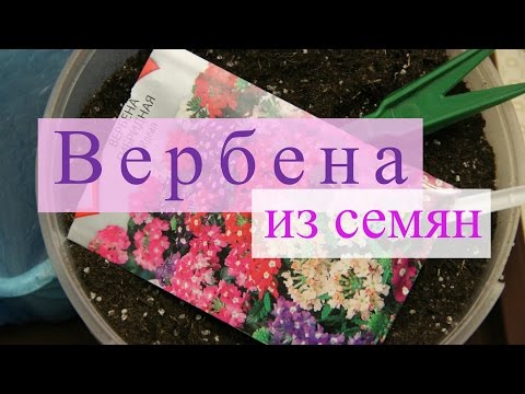 Видео: Методи за размножаване на вербена: съвети за размножаване на растения от върбинка