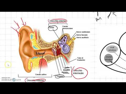 Video: Organo Uditivo - Struttura, Funzioni, Malattie, Metodi Di Trattamento