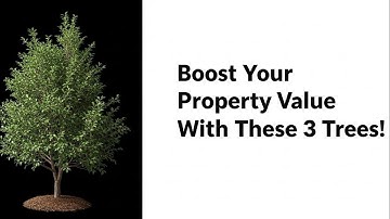 Boost Your Property Value with These 3 Trees!