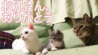 お姫様猫、次男坊猫の最期を見送る The princess cat 'Mona' and my seconde cat 'Tokiji'