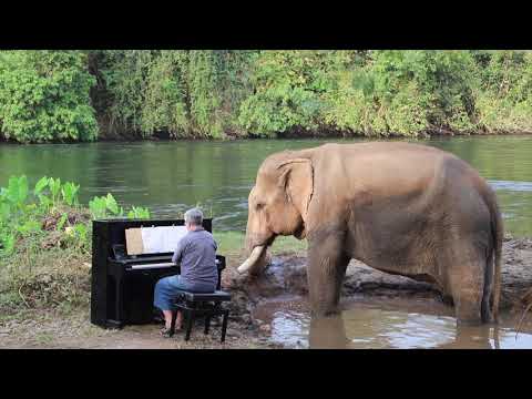 Grieg on Piano for Mongkol the Bull Rescue Elephant