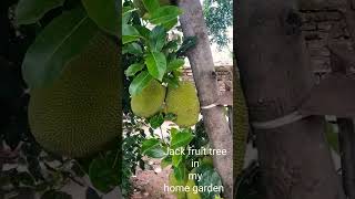 Jack fruit tree on my home garden 😊#shorts