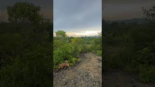 Afternoon delight with Ate Kiki &amp; Ken #dogwalk #arff #dogs #pawkids #furparent