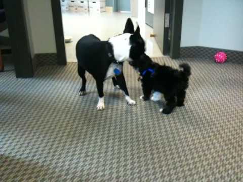 MAGGIE (Boston terrier /French bulldog) meets BUTLER (Havanese / Poodle Puppy)