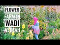 Flower farm in wadi asimah  fujairah  uae  qasr masafi  food and mee