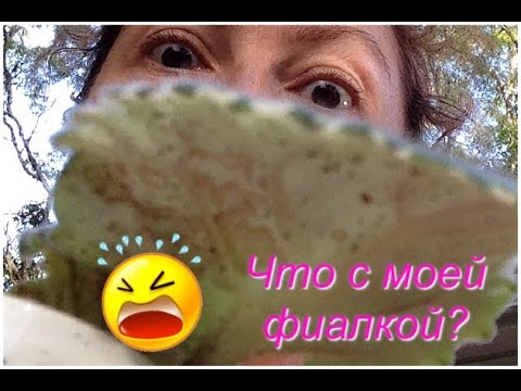 Болезни Фиалок
