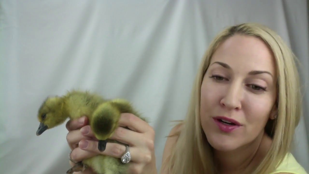 Unboxing My Pet Toulouse Goslings Arrive From Metzer Farms