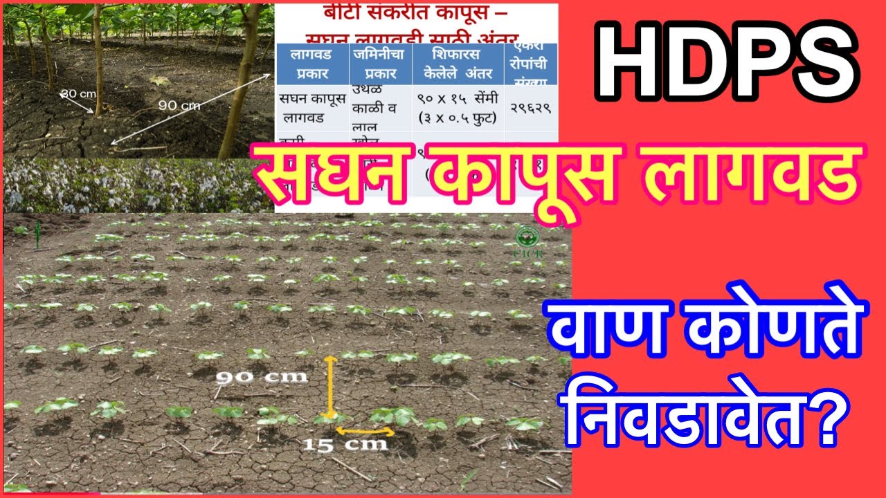 सघन कापूस लागवड/सक्सेससाठी हे वाण निवडा/HDPS