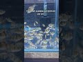Tiger barb available #breederspointnepal #fish #aquarium #fishlover #fishtank #nepal #trending