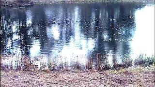 Take Ten - Relaxing video of a pond with ducks