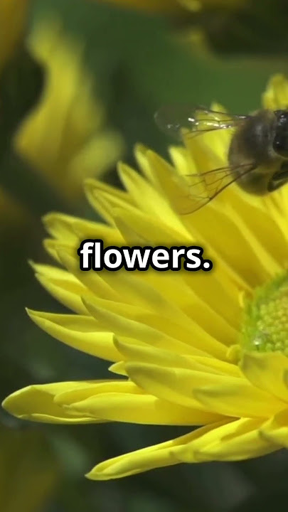 The Incredible GPS of Bees: Nature's Navigators