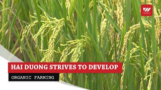 Hai Duong strives to develop organic farming | VTV World