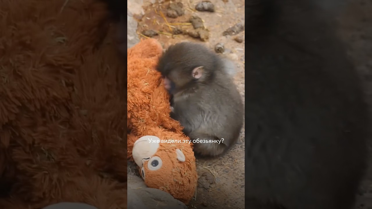 Самая грустная обезьянка💔 тгк: pappyru