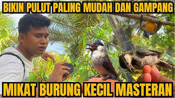CARA MUDAH BUAT PULUT BURUNG, MIKAT LANGSUNG POIN BURUNG BURUNG KECIL MASTERAN UNTUK DI RUMAH