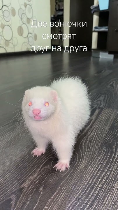 #ferret #хорек #хорек - YouTube