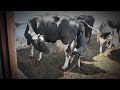 Natural birth cow. 18+ ЕСТЕСТВЕННЫЕ РОДЫ у коровы.