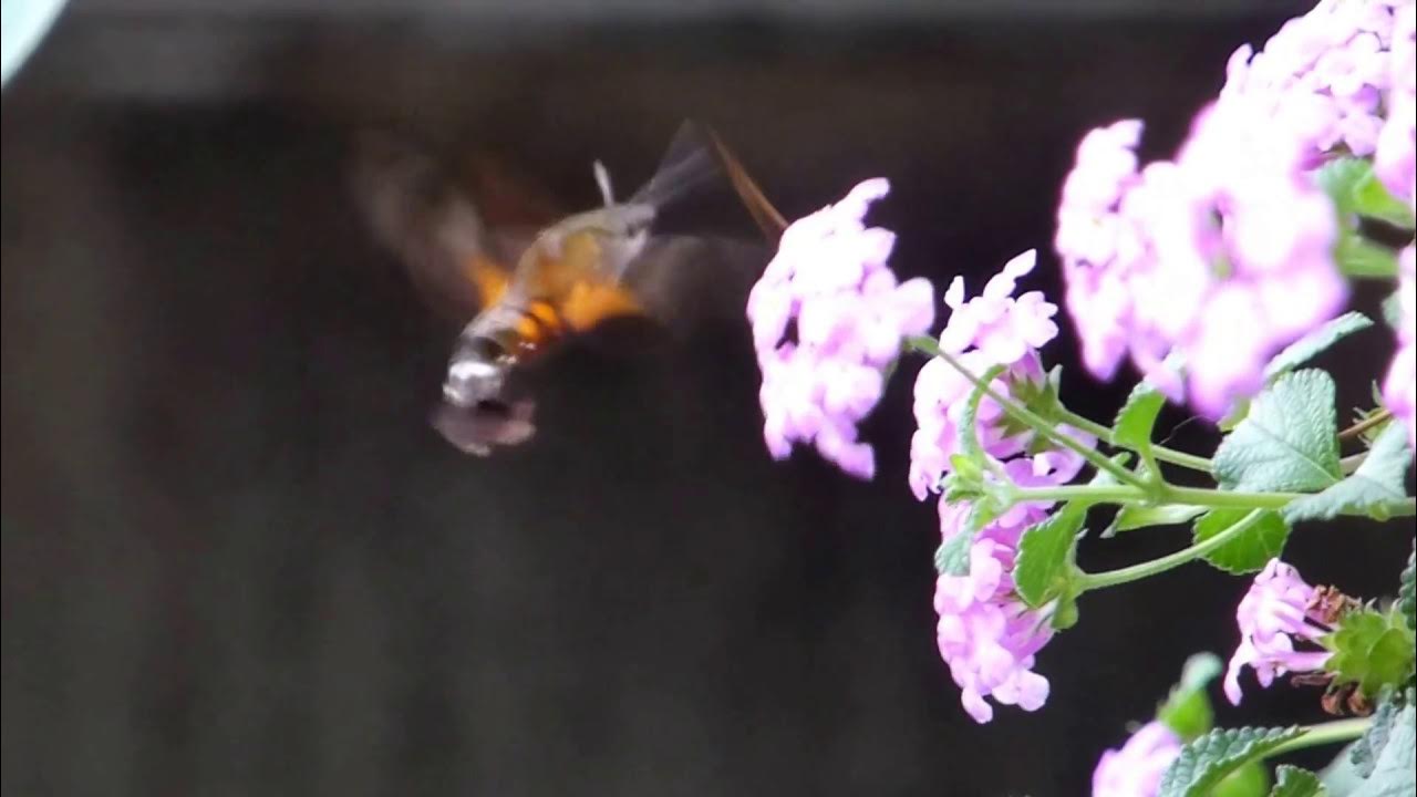 【ハチドリのようにホバリングして花の蜜を吸う不思議な虫】 ホシホウジャク YouTube