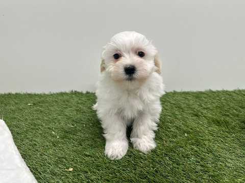 Video Bichon Havanais