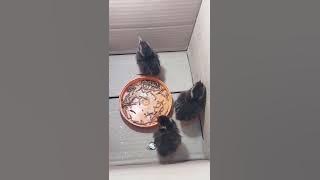 puyuh gonggong anakan gacor buat pancingan