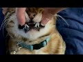 Bengal cat bites human