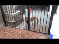 Malinoi escape artist!