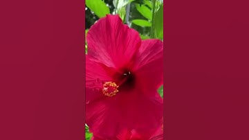 👉 Tác dụng bất ngờ của cây hoa dâm bụt không phải ai cũng biết | Mẹo hay từ thiên nhiên #shorts