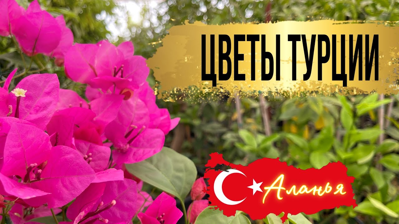 Buket турция. Магазин цветов в Турции. Цветы в Турции букеты. Доставка цветов Аланья.