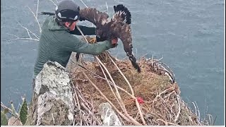 TWO HARBORS EAGLES ~  BANDING DAY! IT'S A BOY!  5.27.23