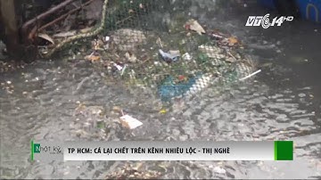 (VTC14)_Cá lại chết trên kênh Nhiêu Lộc - Thị Nghè
